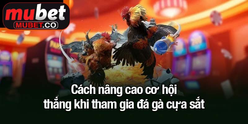 Đá gà cựa sắt - Trận đấu quyết liệt một mất một còn 3 Cách nâng cao cơ hội thắng khi tham gia đá gà cựa sắt